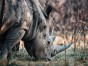 Rhino in Matopos, Zimbabwe.
